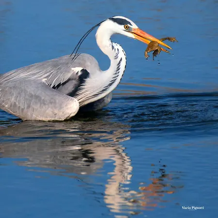 Villa Selvagiurata San Benedetto del Tronto