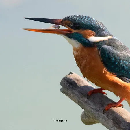 Selvagiurata San Benedetto del Tronto