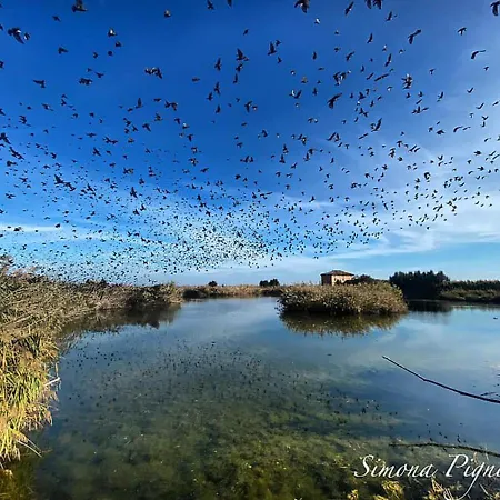 Selvagiurata San Benedetto del Tronto