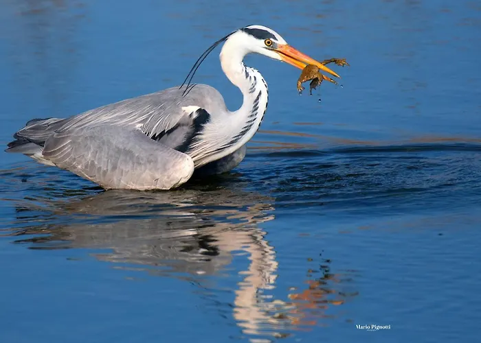 Βίλα Selvagiurata Σαν Μπενεντέτο ντελ Τρόντο