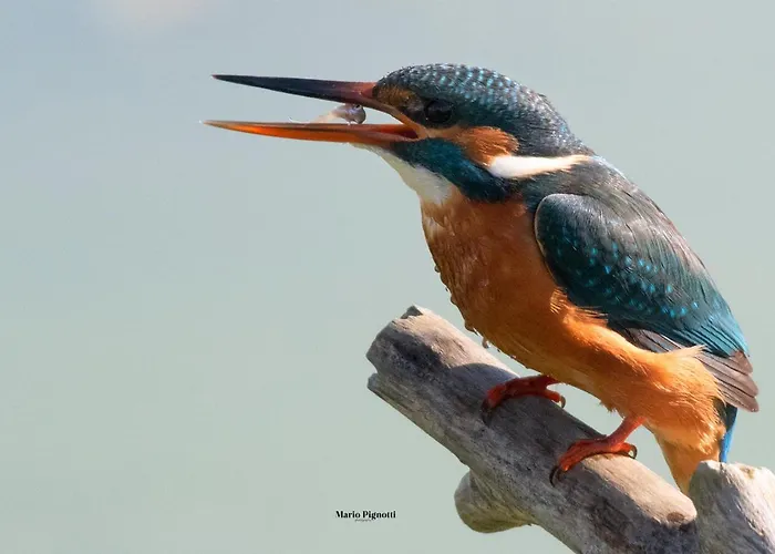 Selvagiurata Σαν Μπενεντέτο ντελ Τρόντο