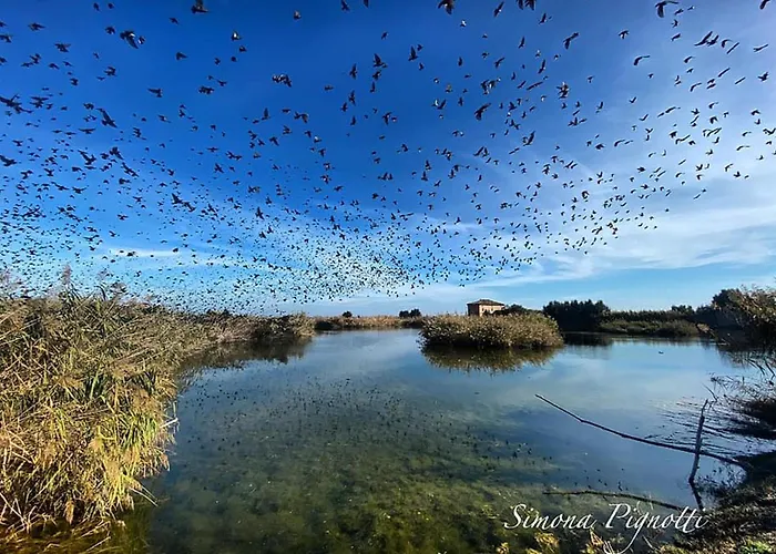 Selvagiurata Σαν Μπενεντέτο ντελ Τρόντο